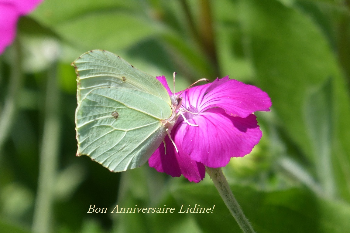 Lidine Papillons Jardin