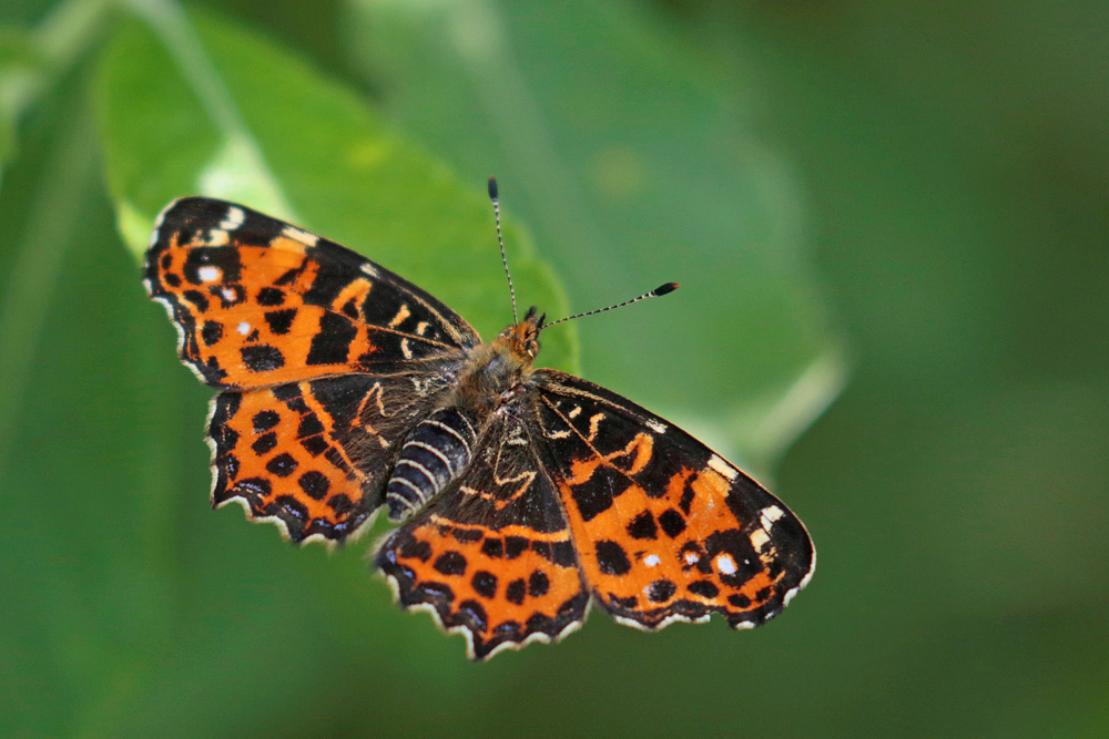 Nymphalides Carte Geographique Araschnia Levana Papillons Jardin