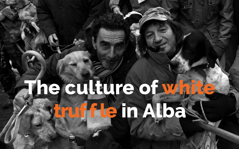 The culture of white truffle…