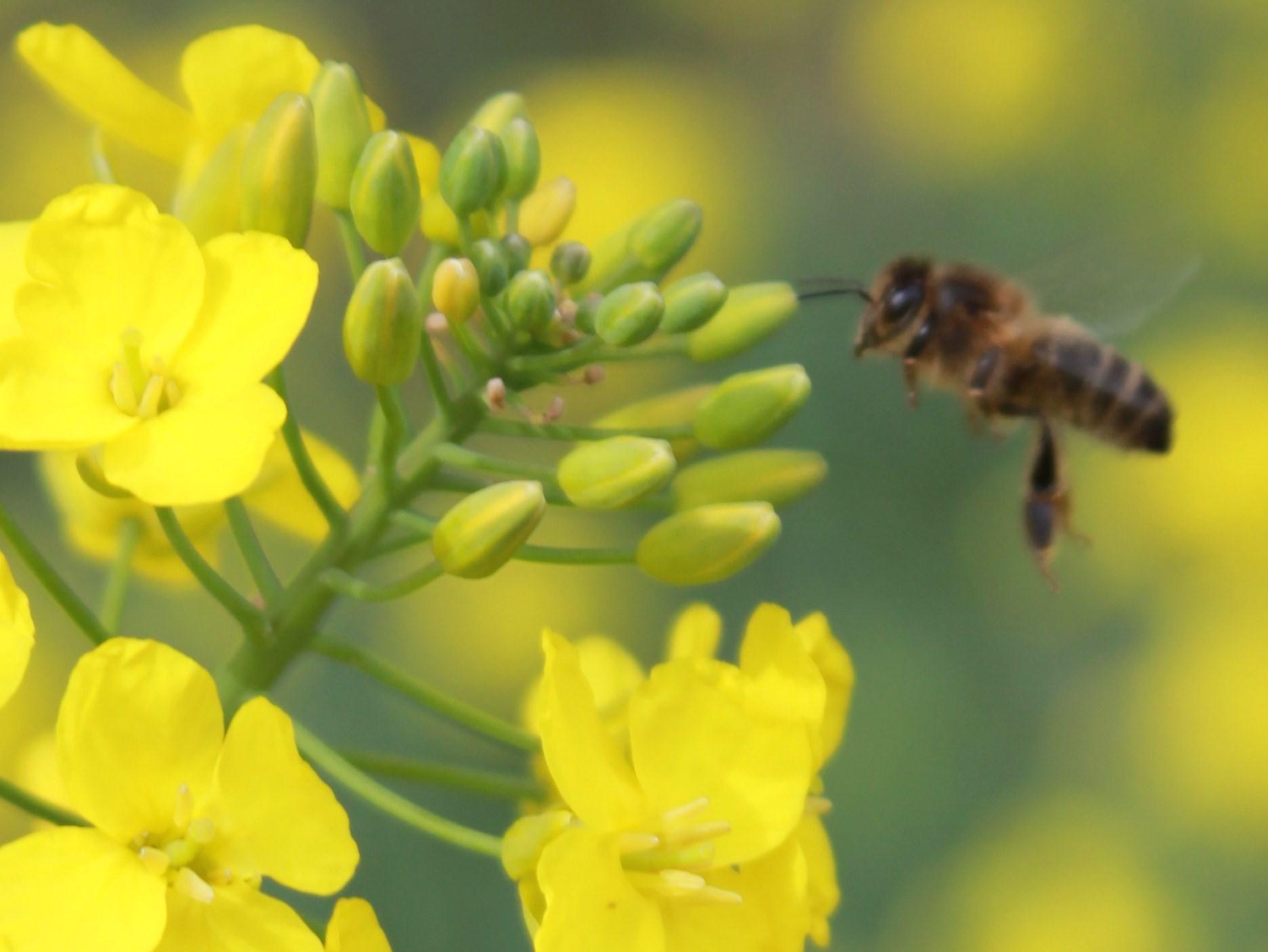 abeille butinant une fleur de colza