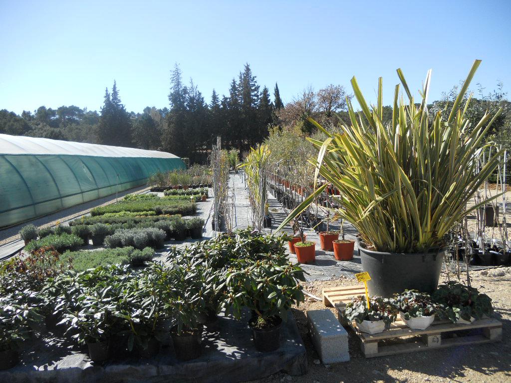 Plantes aromatiques et plantes aromatiques vivaces à La Crau Var