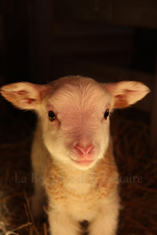 Mes agneaux sont né et élévée à la ferme.
