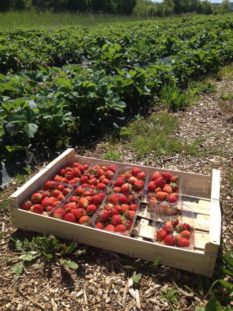 1ère récolte de fraises 2015