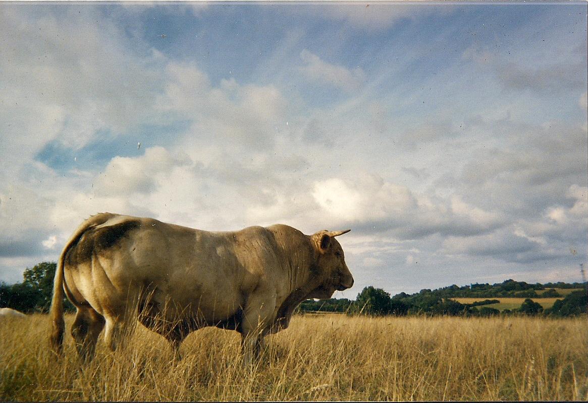 Bijou, un des taureau de l'élevage