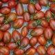 plus de 40  variétés de tomates en saison