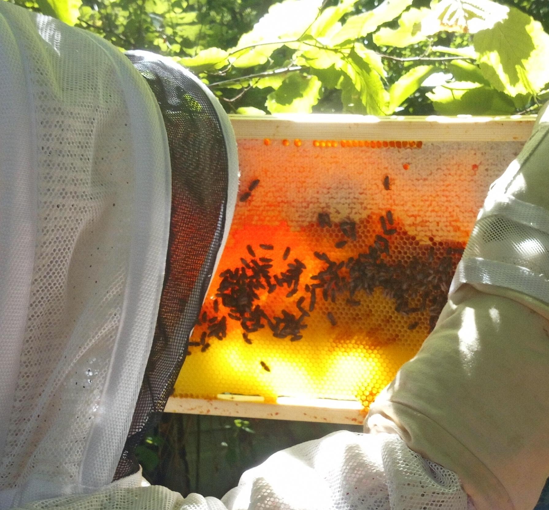 Contrôle des réserves de miel pour les abeilles