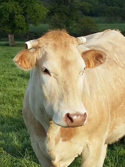 Nos vaches Blondes d'Aquitaine principalement nourries à l'herbe