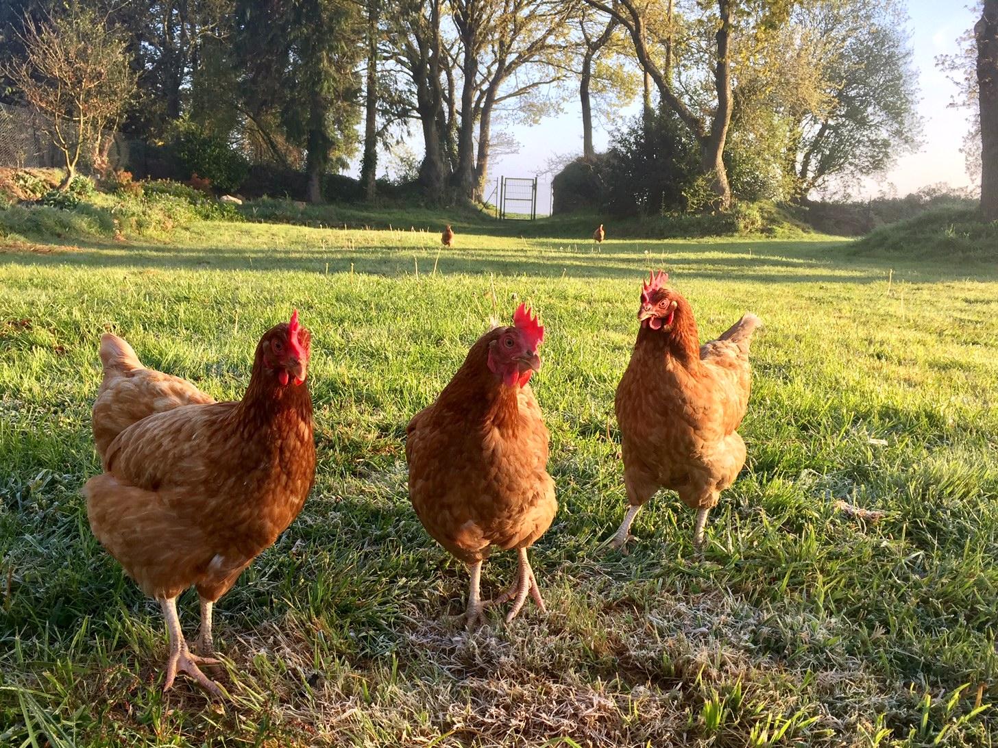 Trois poules dans le pres