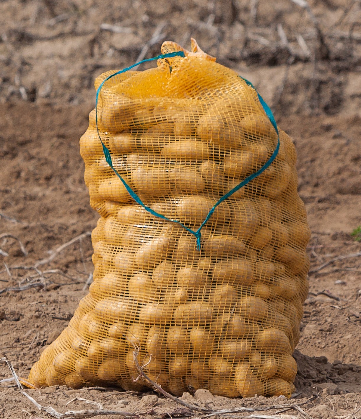 En juillet et août, les pommes de terre nouvelles sont récoltées manuellement.