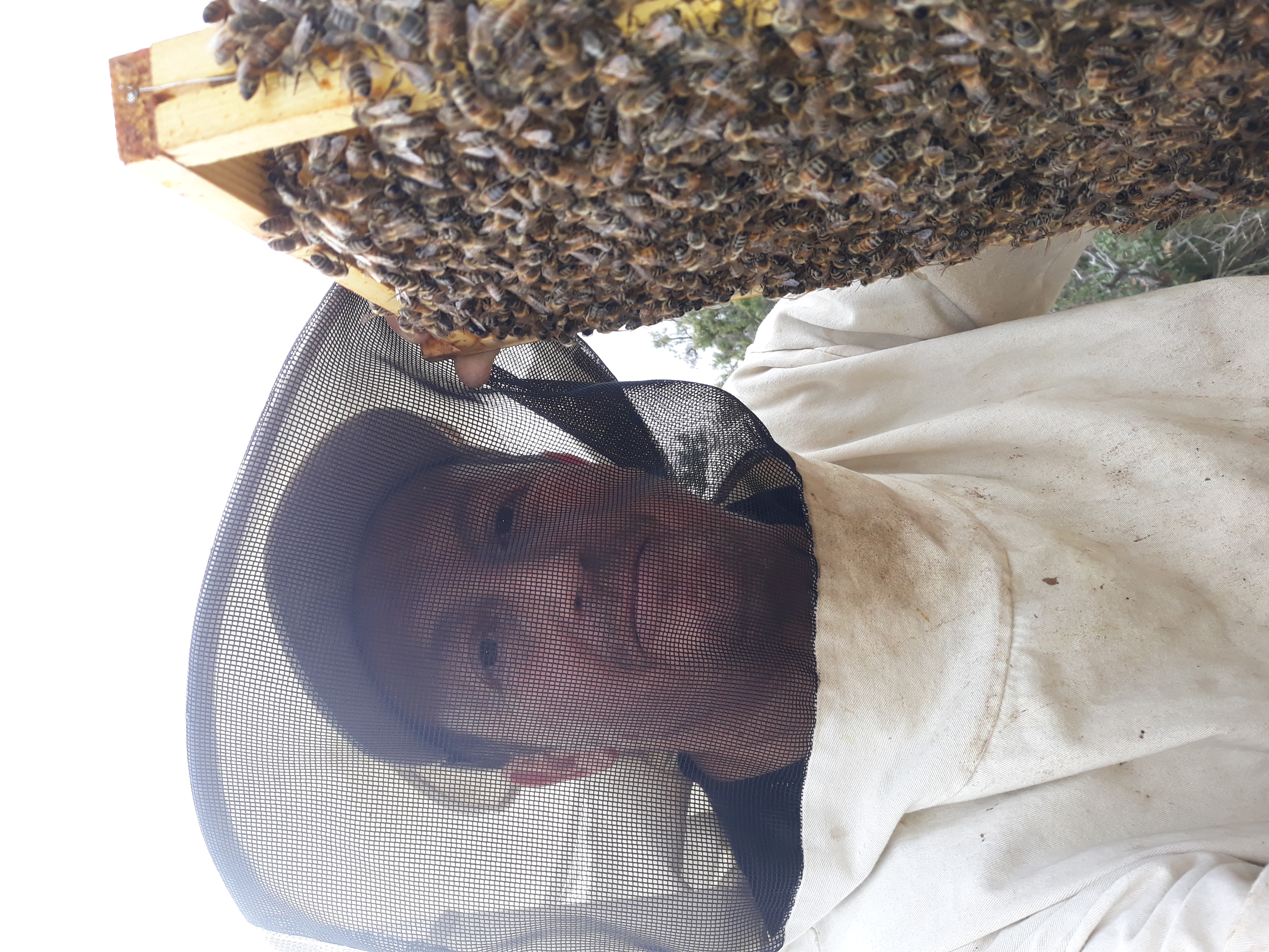  Qu elles sont douces nos abeilles 