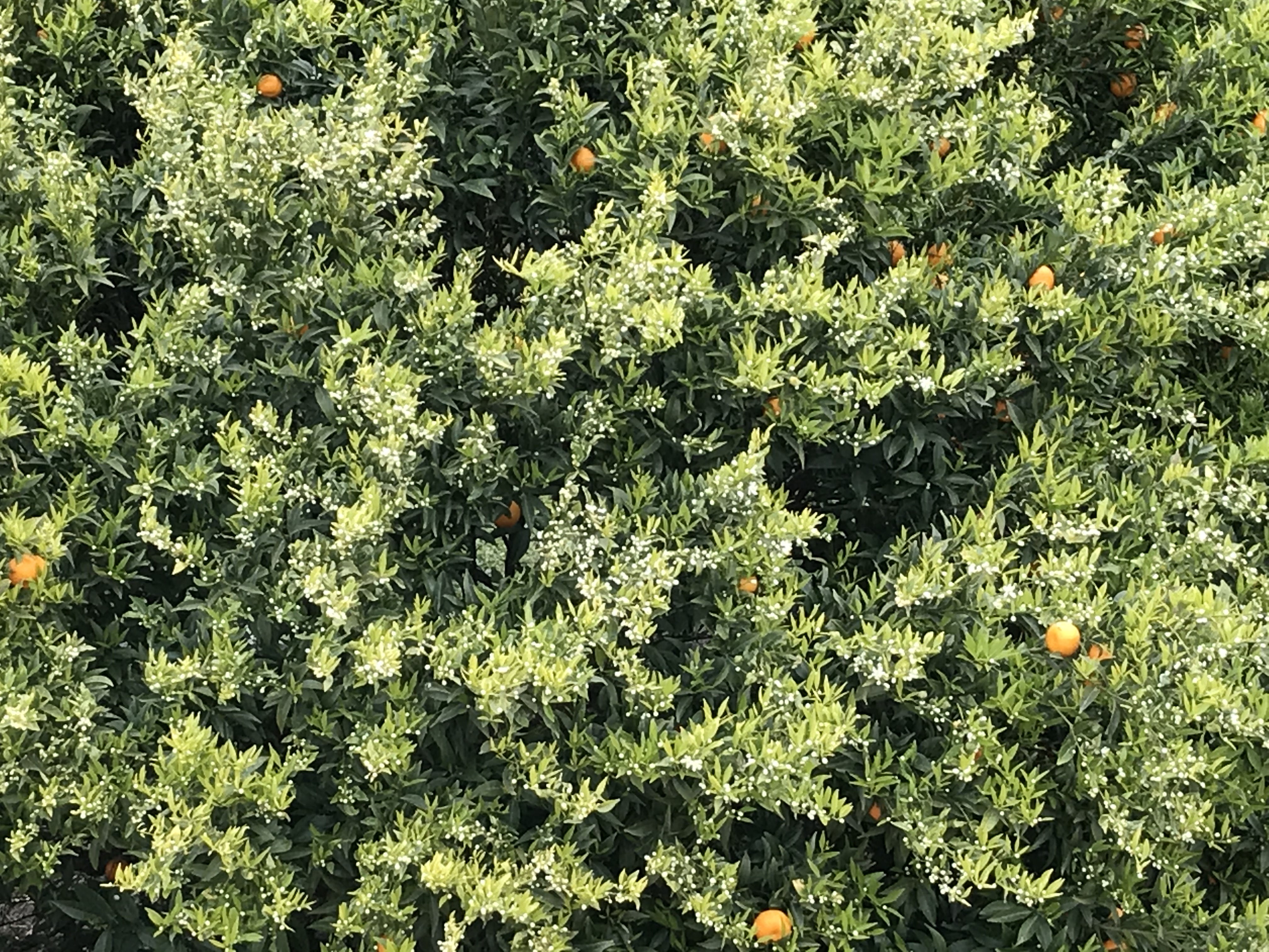 Mandarine, 1Kg - Les Vergers de Boirie, agrumiculteur à Menton