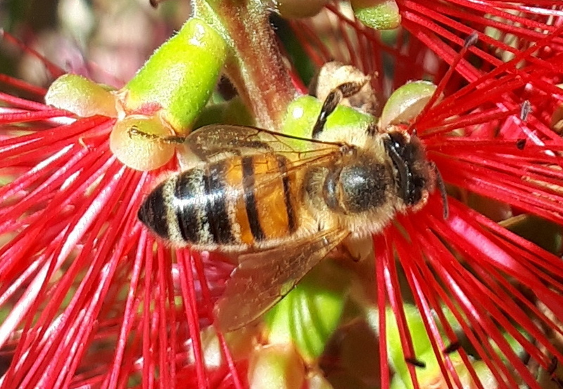 abeille sur fleur de calistémon (rince bouteille)