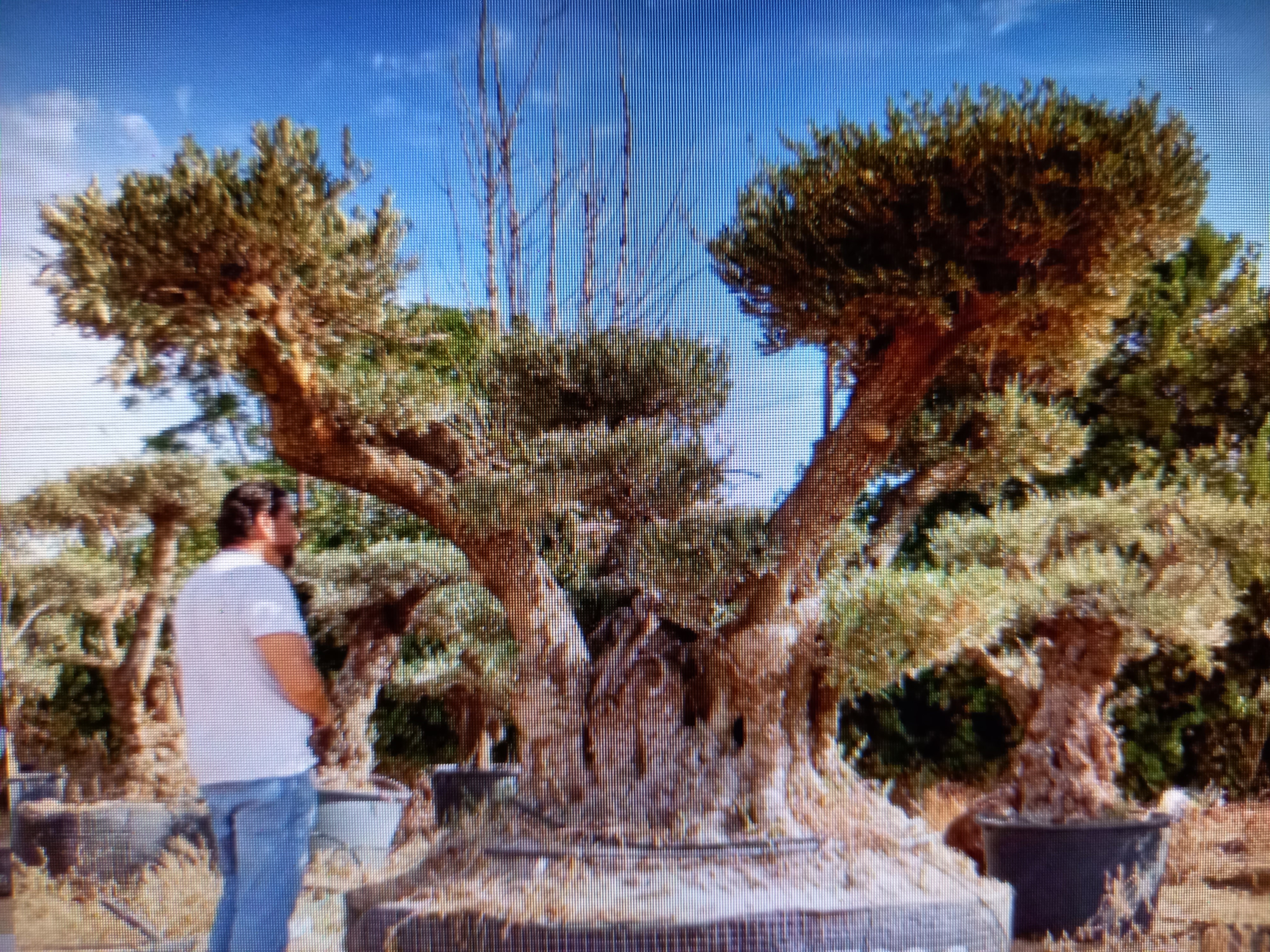 Tisane de Romarin - Les sapins roses : Tisanes bio – Productrice de plantes  médicinales dans l'Ain