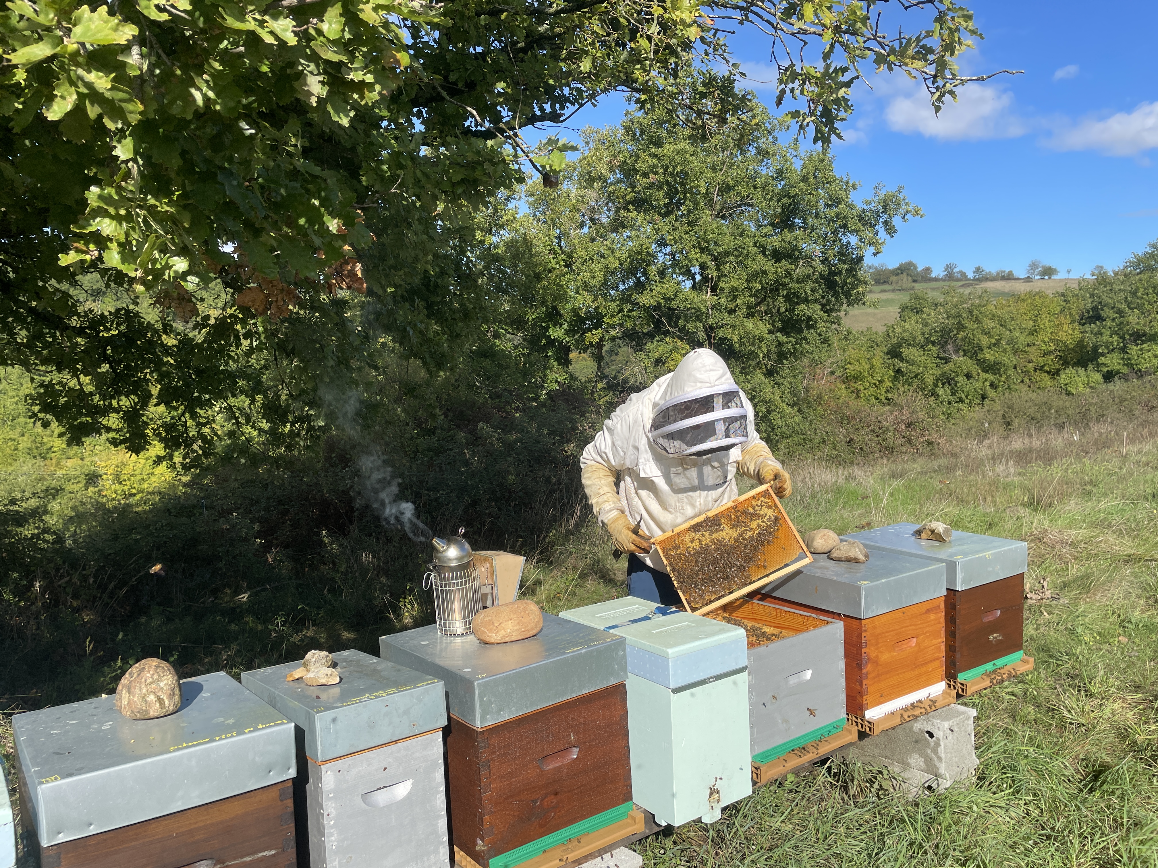 Visite d'une ruche