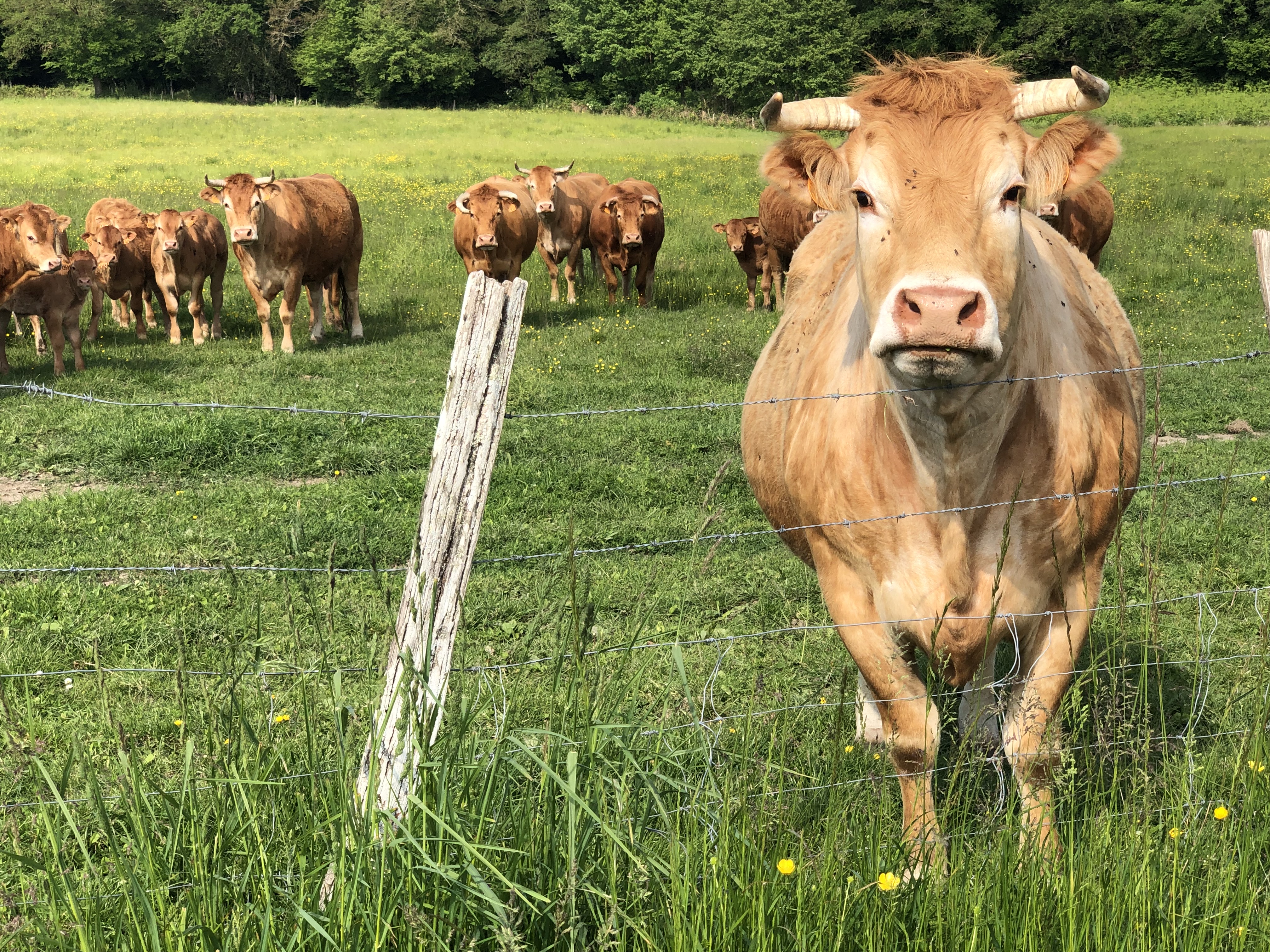 Vaches au pré