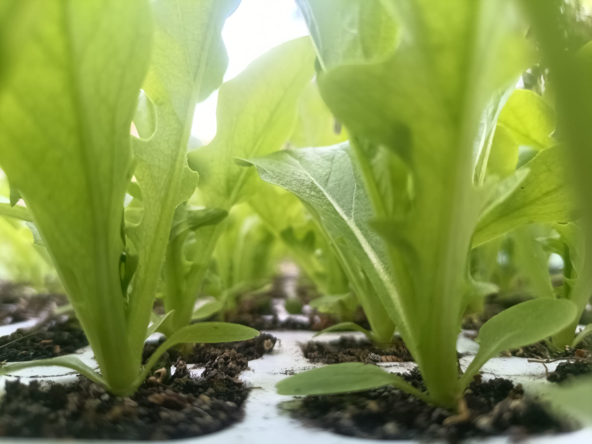 Plants de salades