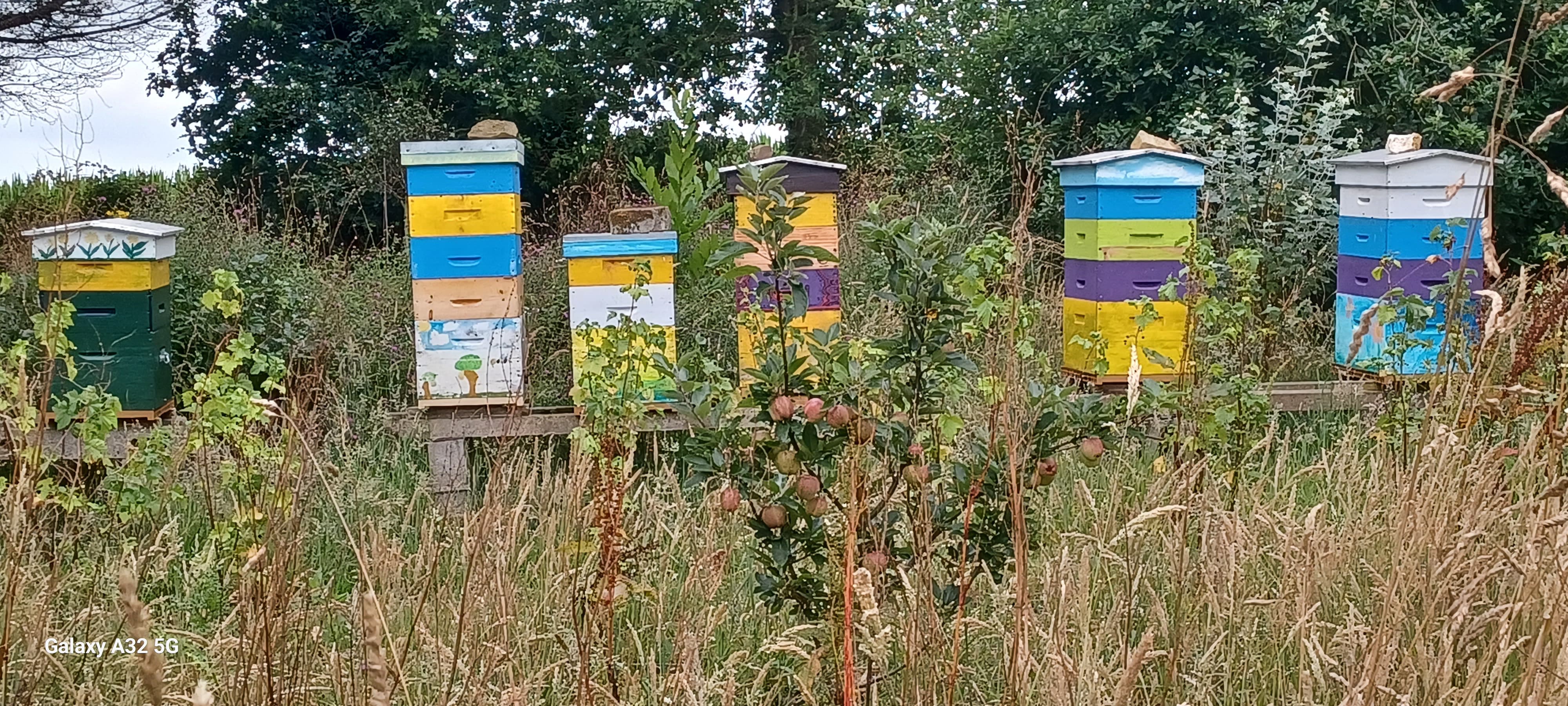 Le rucher en août 2025