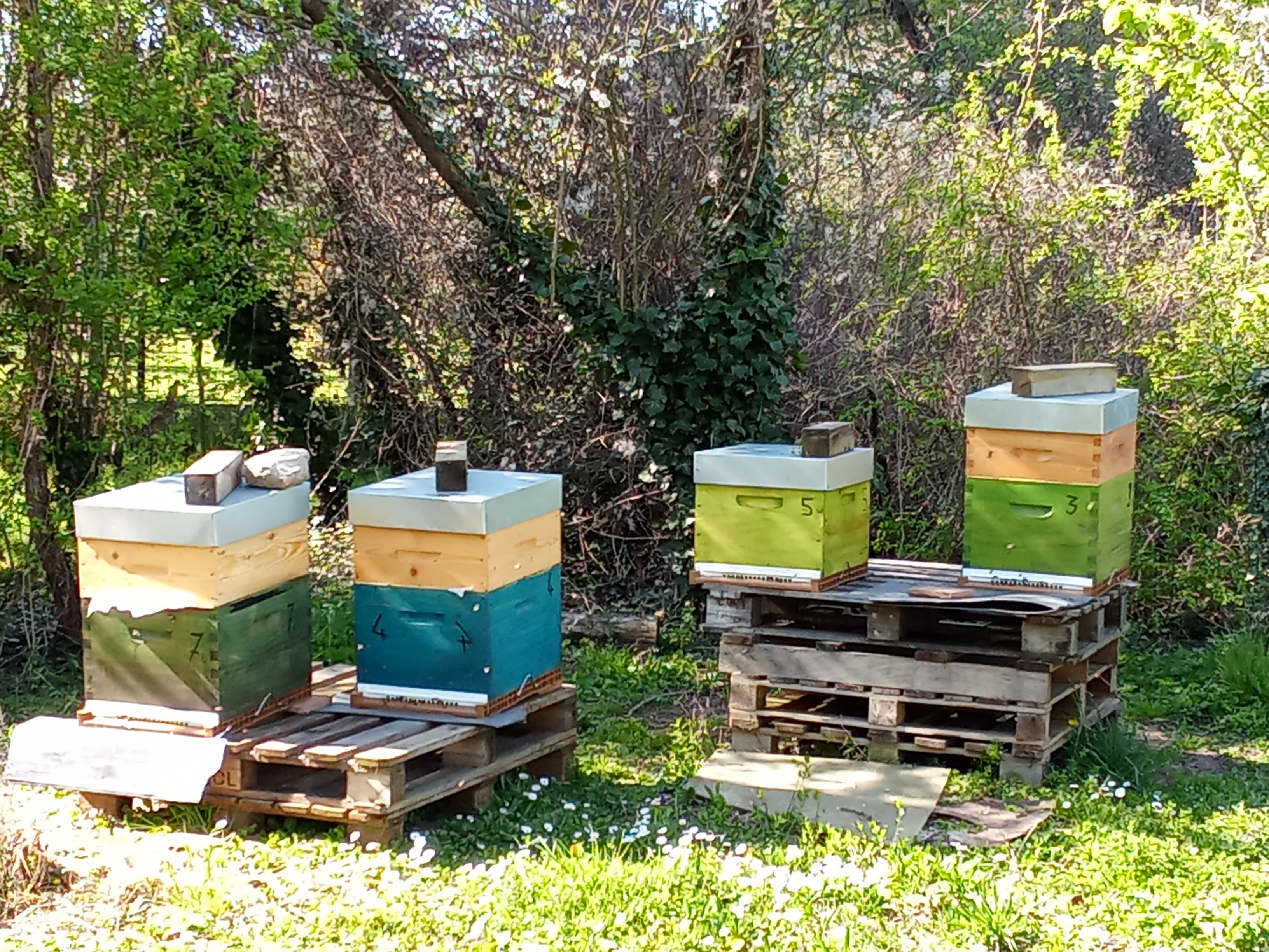 au rucher de Philippe