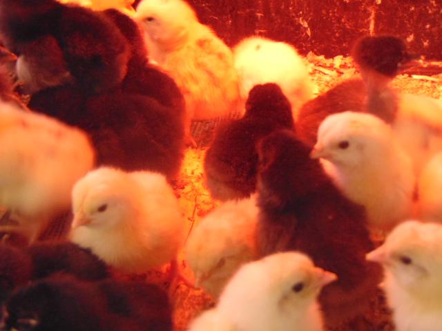 poussins plusieurs races et couleurs  la ferme au naturel  Vente