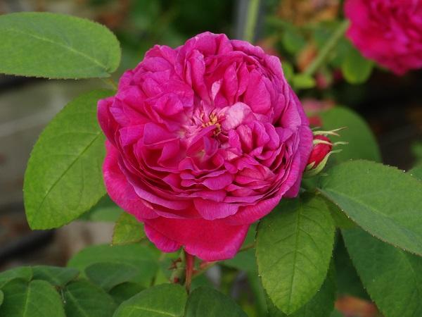 rose anglaise chez Fleurs de Sel