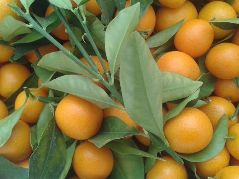 Kumquat doux avec feuille