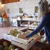 Melon Soldive en vente directe