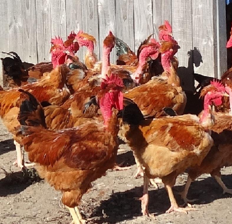 poulets fermiers Bio élevés en plein air