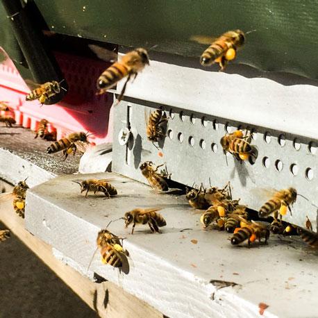 Récolte du pollen par nos abeilles.