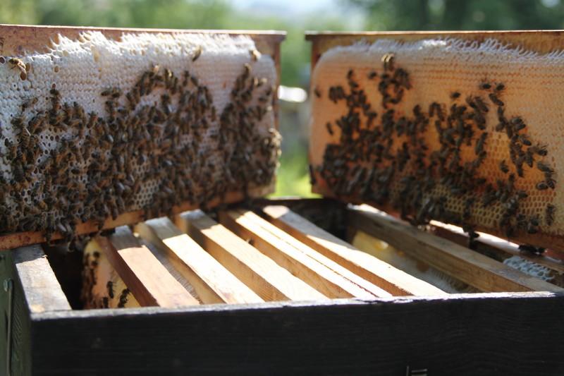 Récolte du miel d'acacia