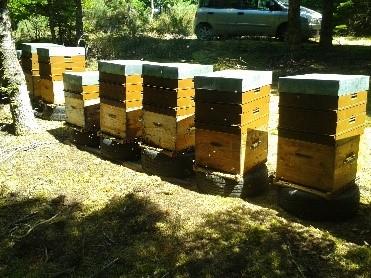 Ruches en production sur le miel de sapin