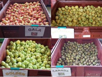 Pommes de plusieurs variétés