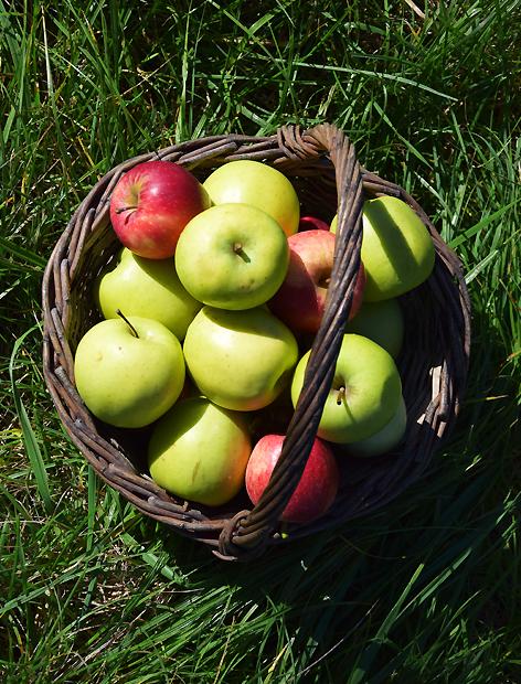 Pommes BIO Golden Delicious et autres variétés | Les fruits de Candice