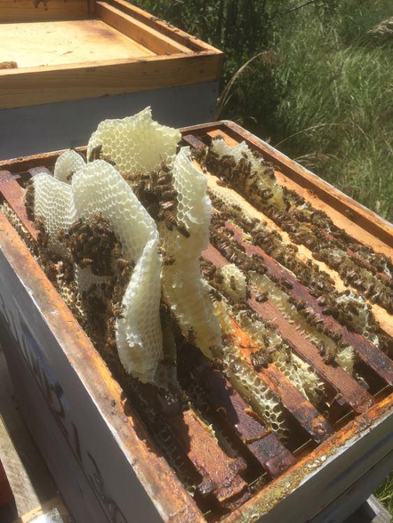 Ouverture des ruches en juin