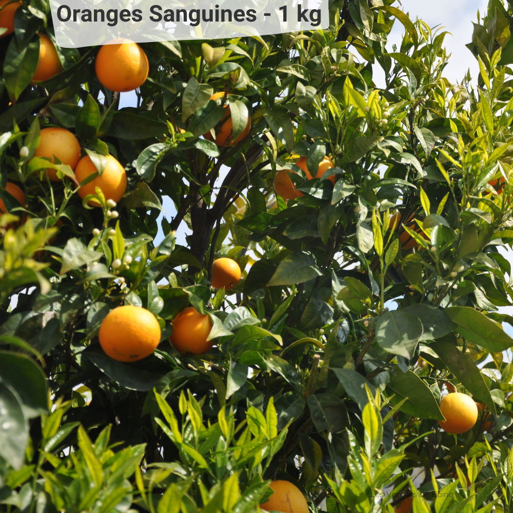 Orange Sanguine