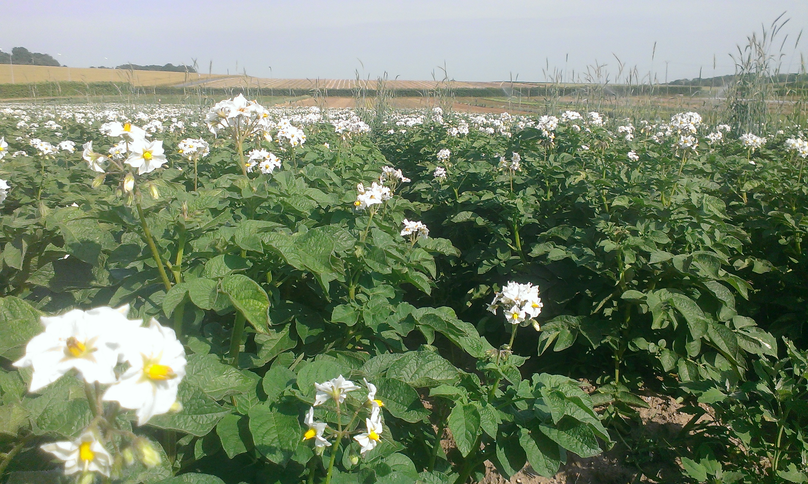 plante de pomme de terre en fleurs