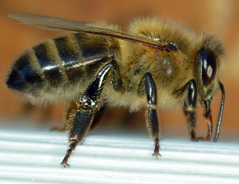 Essaim d'abeilles 