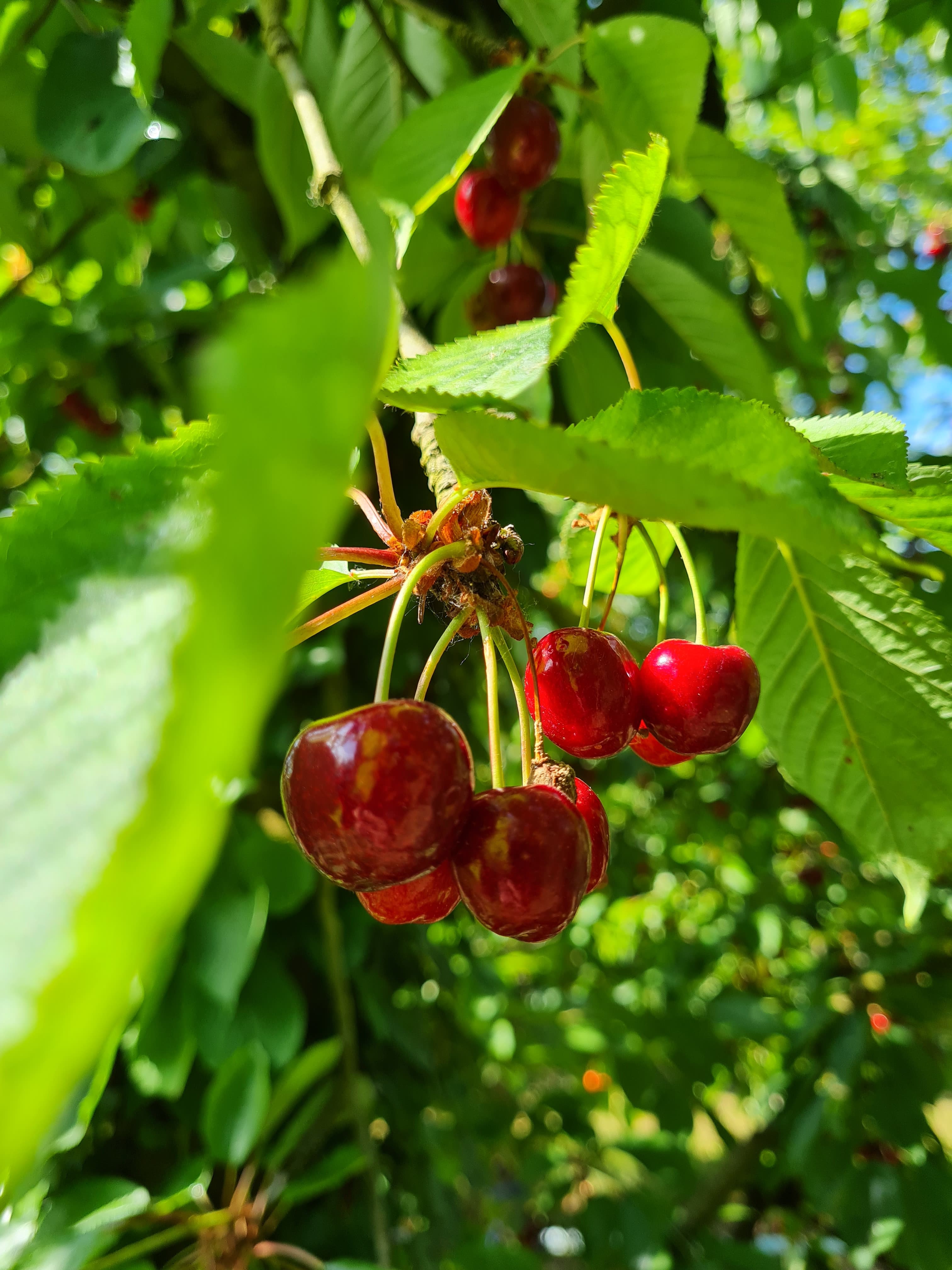 Cerises Le Verger De Foncoussieres Vente Directe Producteur Rabastens 81800 