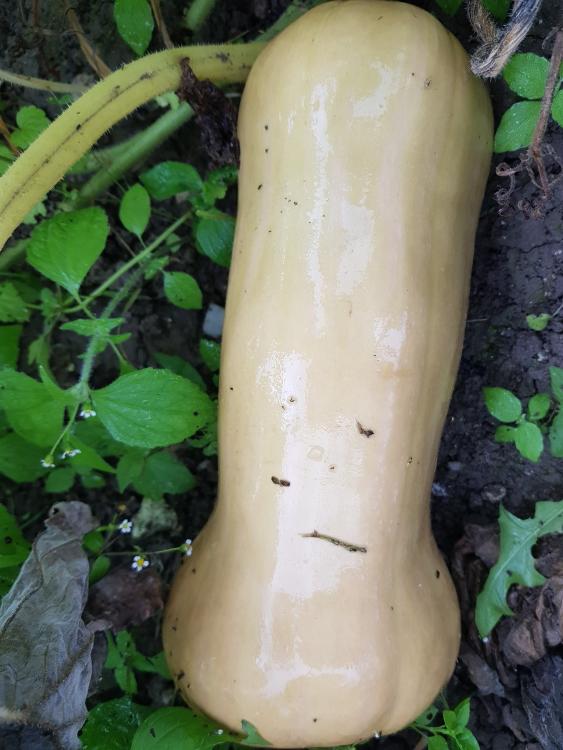 Courge Butternut 