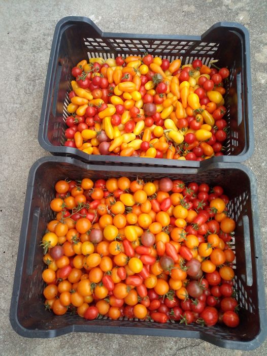 Tomates cerises de couleur