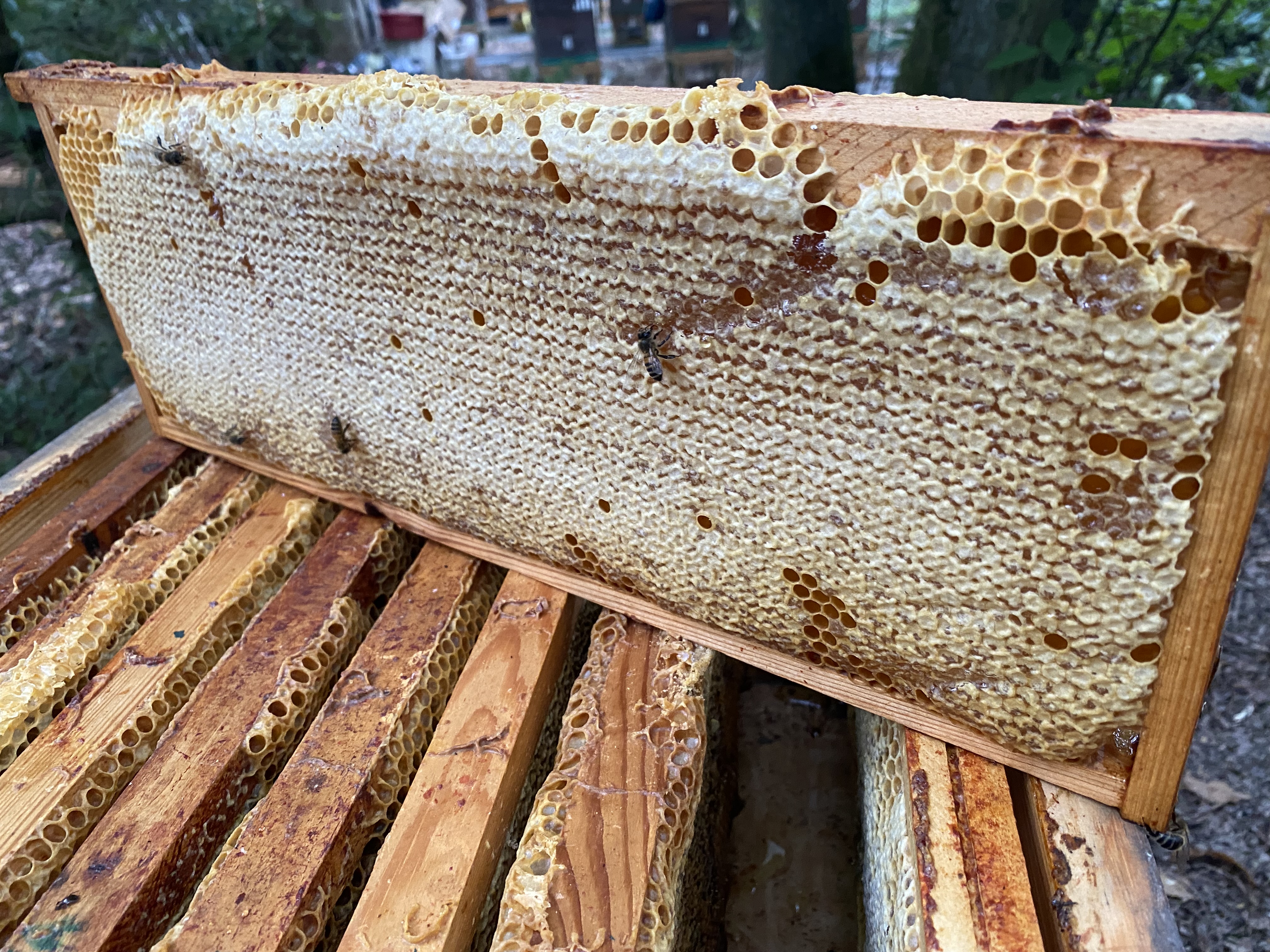 Miel sauvage ou en brèche sur cadre