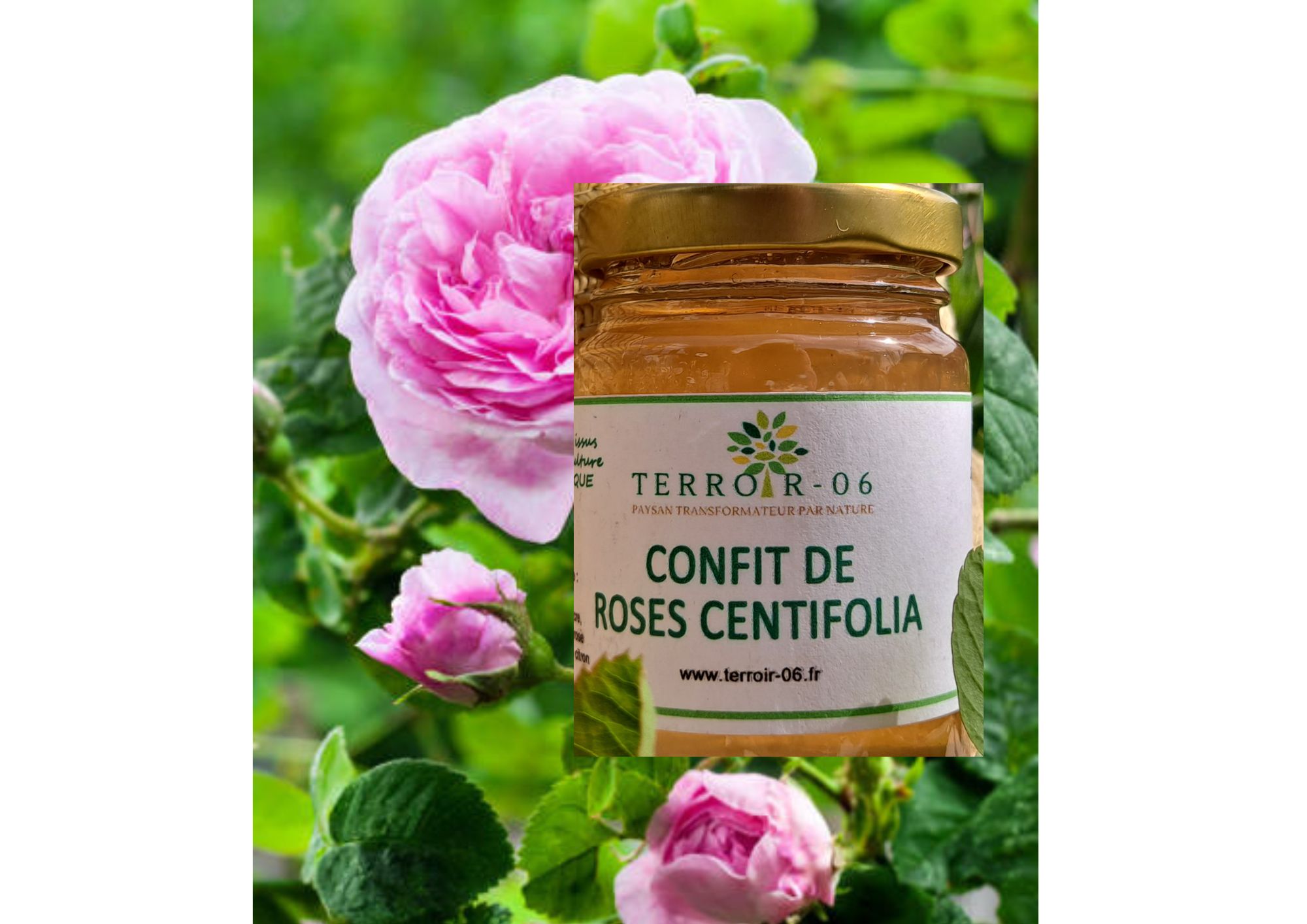Confit de rose centifolia – pot de 30 g