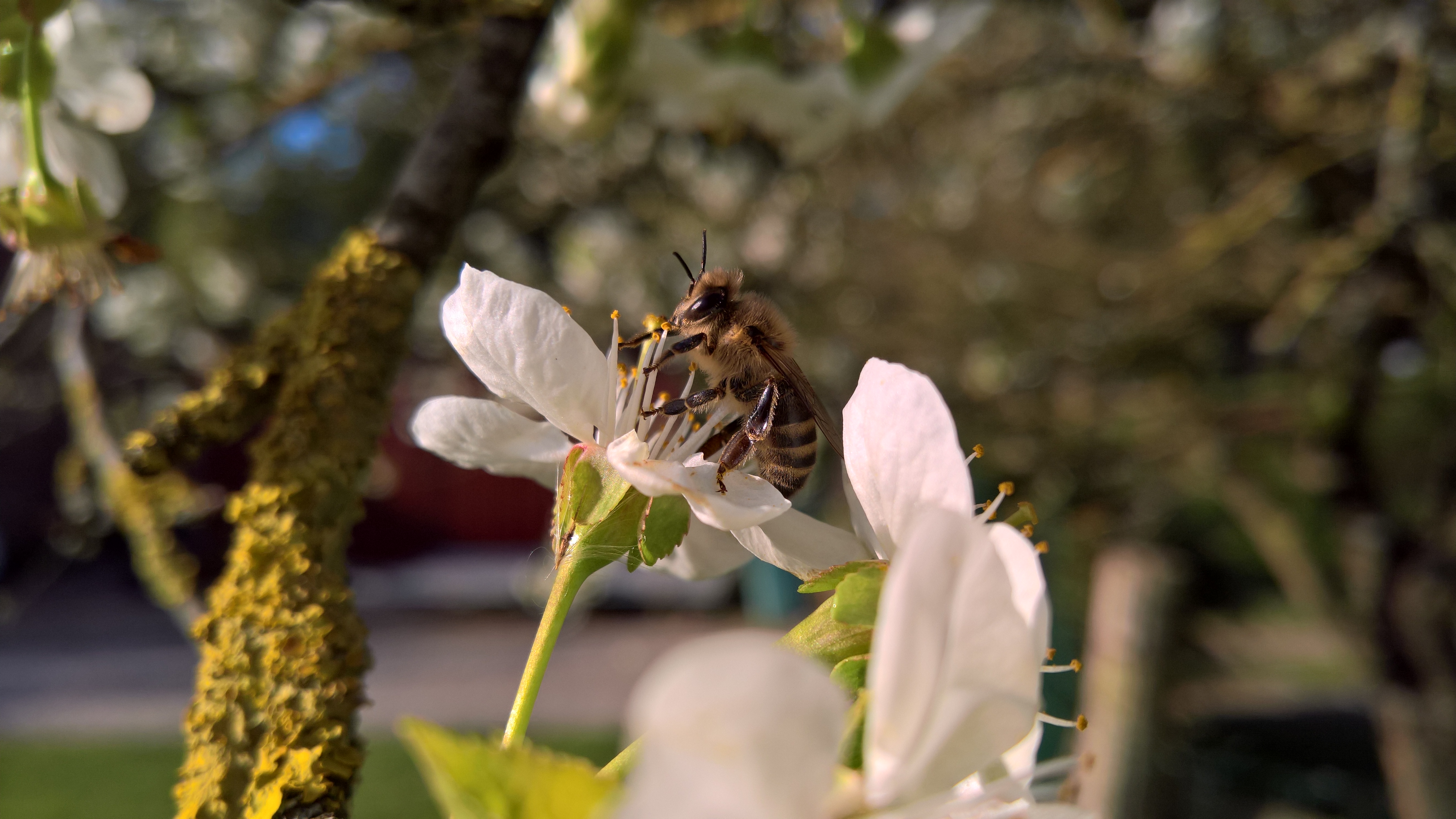 Essaim d'abeilles de l'année 