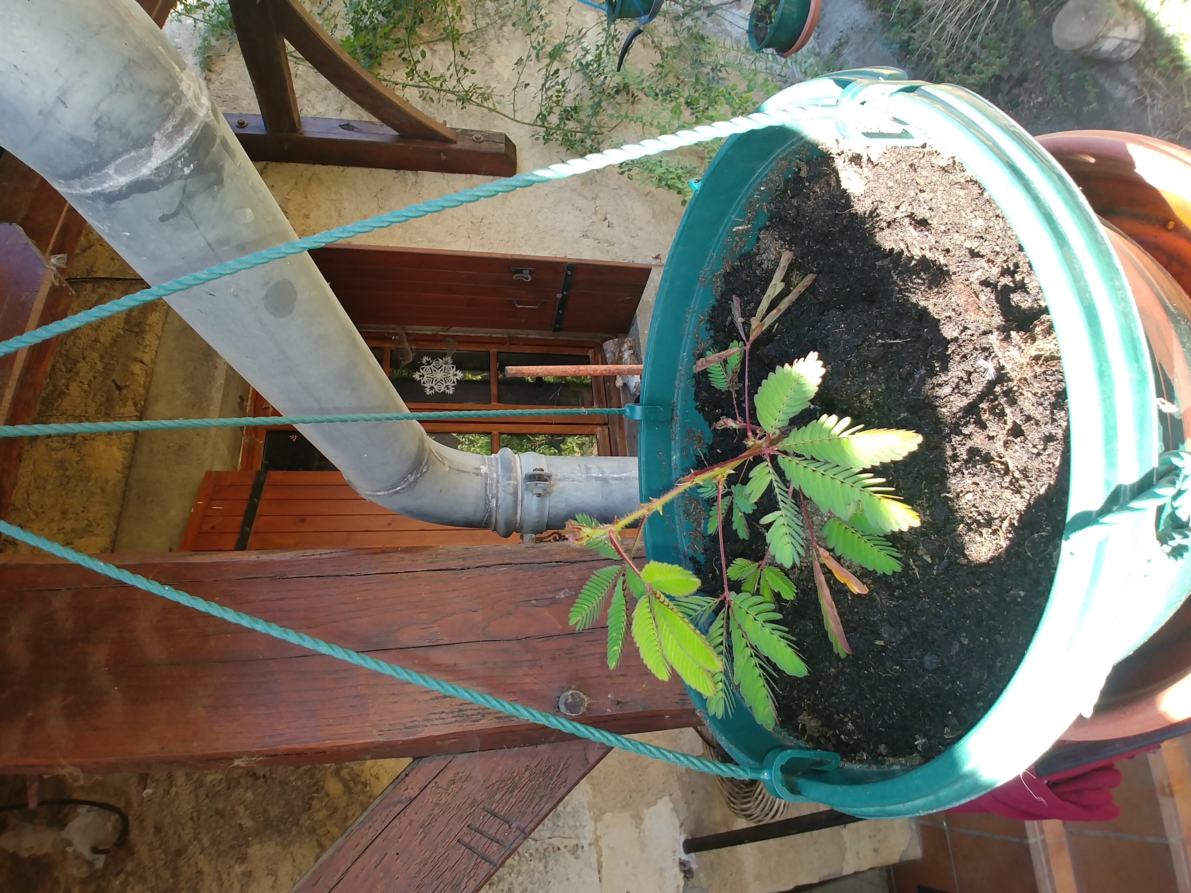 Mimosa pudica ou sensitive