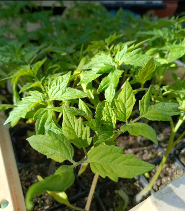 Plants de tomates