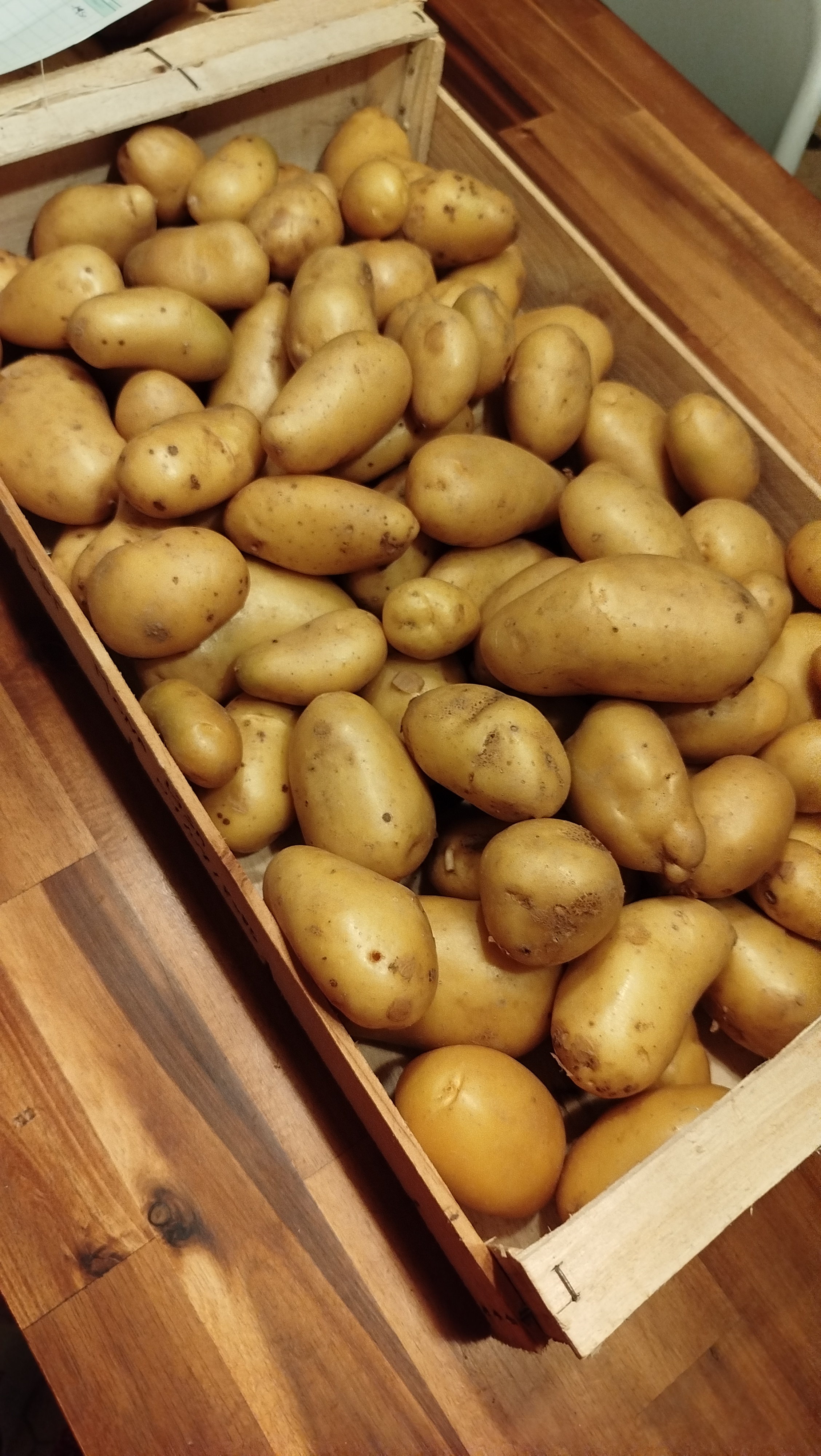 Pomme de terre nouvelles 