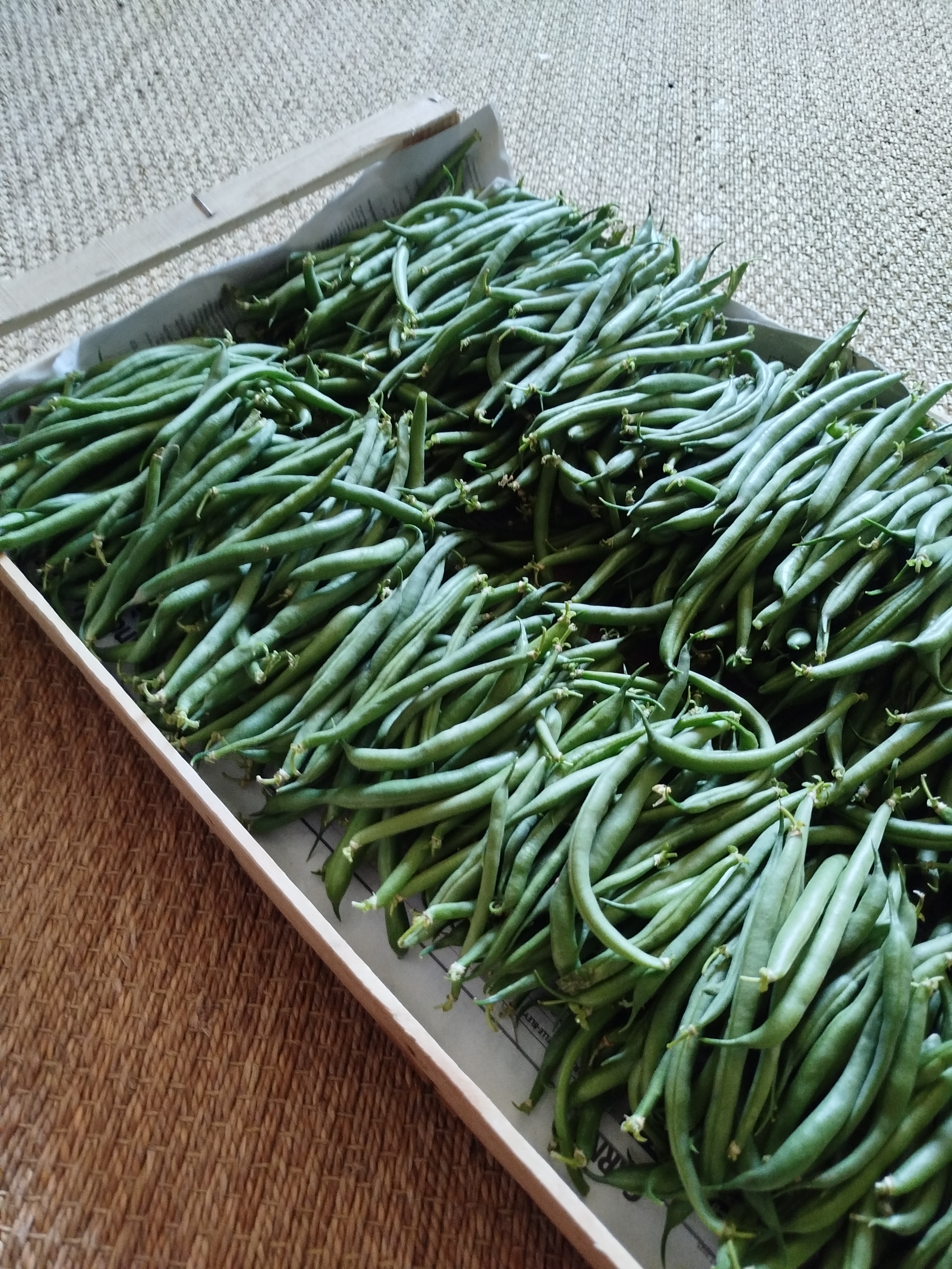 Haricots verts