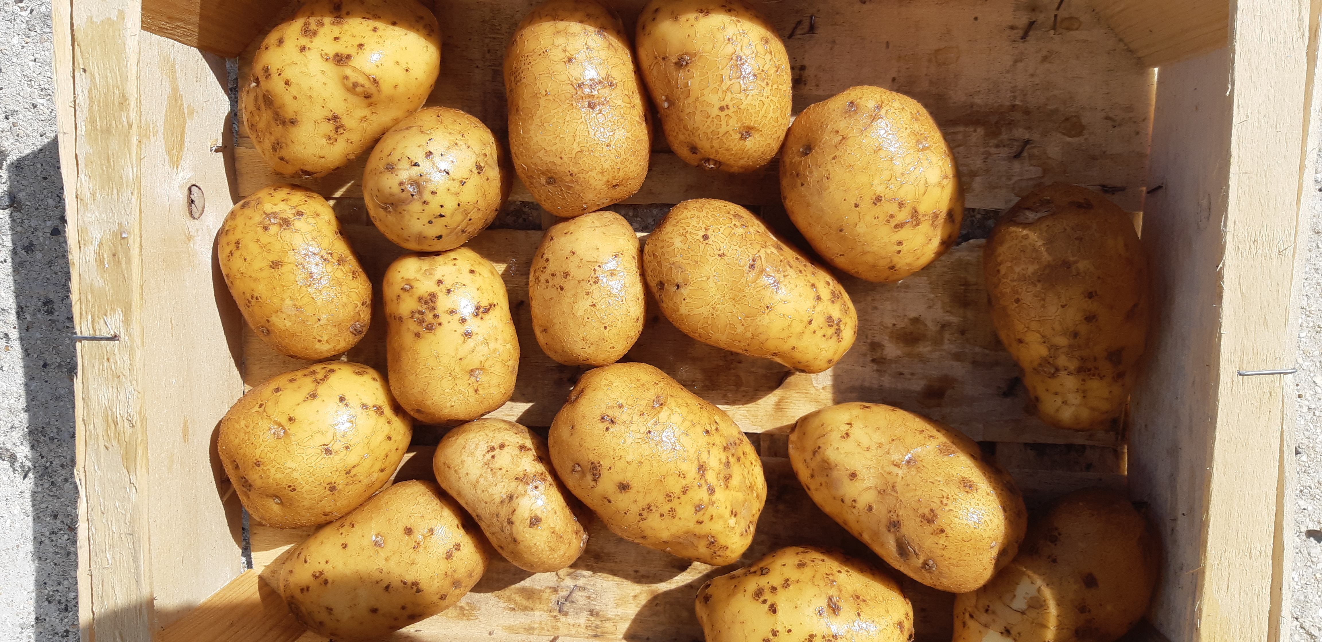 Pomme de terre 