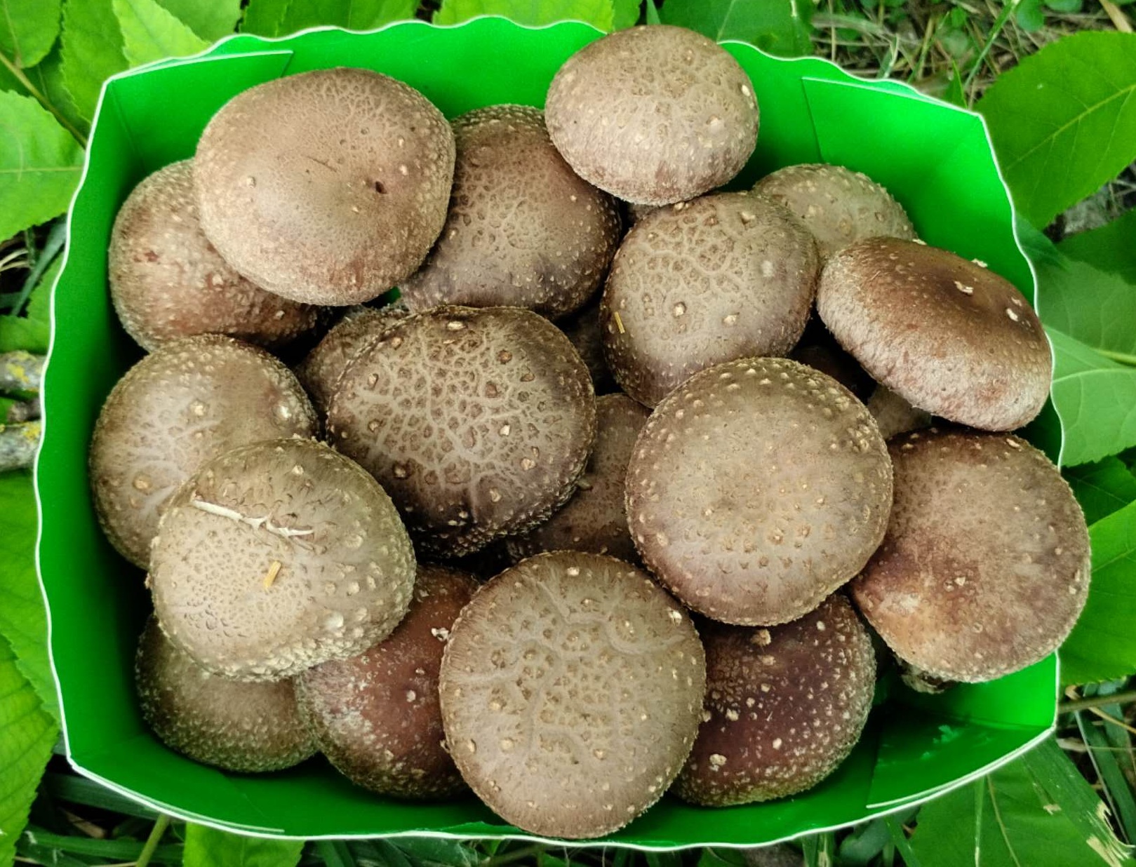 Shiitake