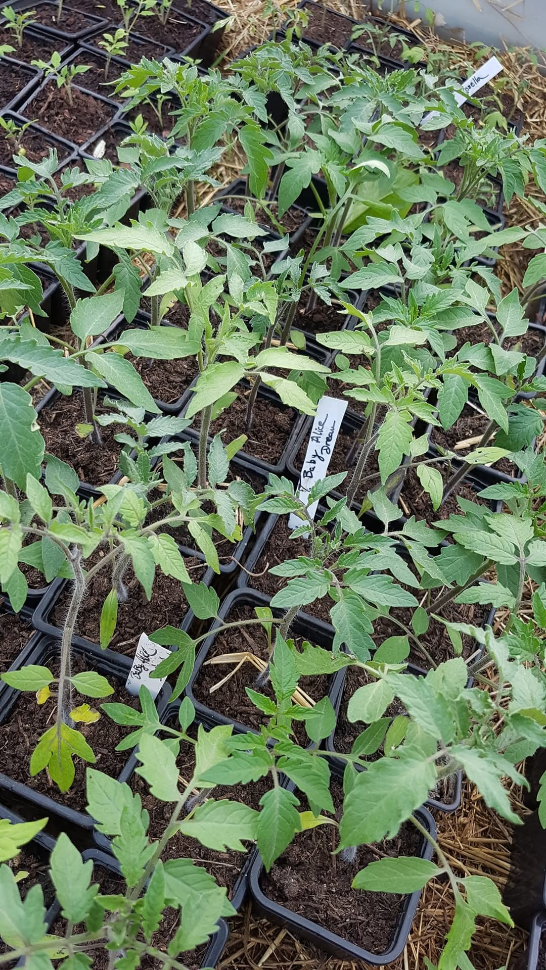 Plants Potagers Originaux