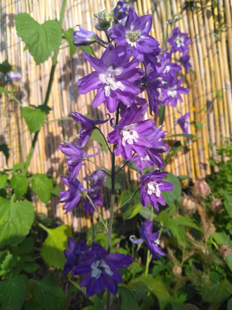 Plants de Fleurs Annuelles et Vivaces 